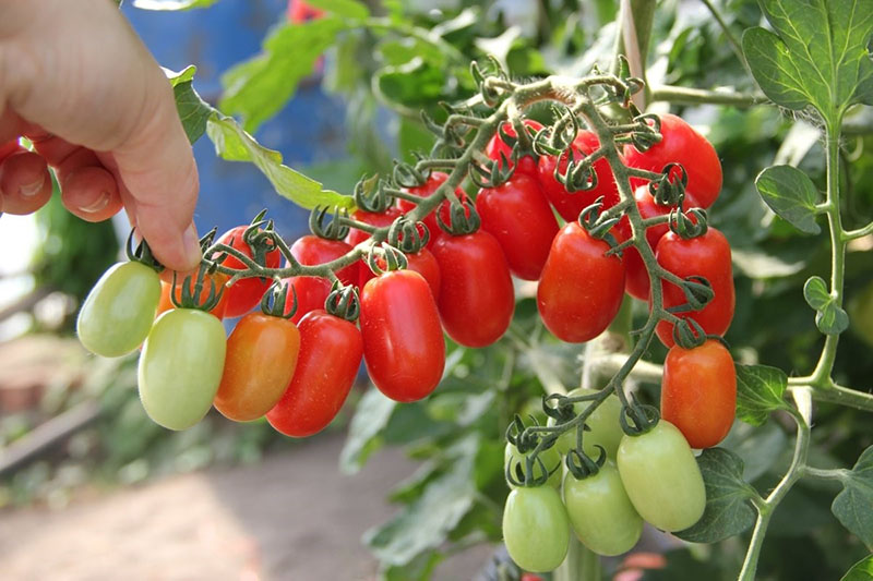 los tomates maduran