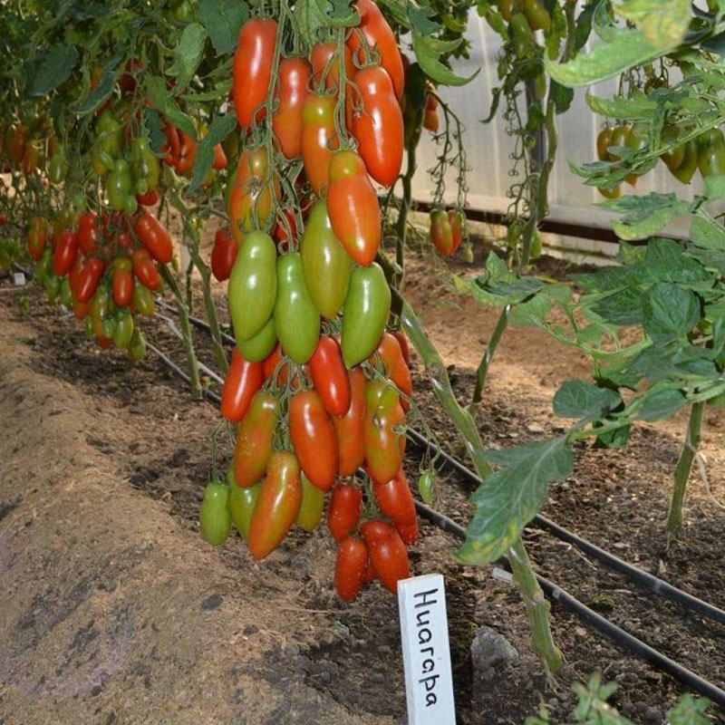 tomate niágara en invernadero