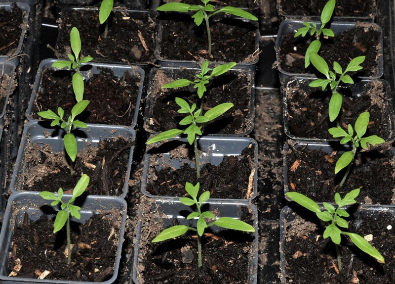 plántulas de tomate