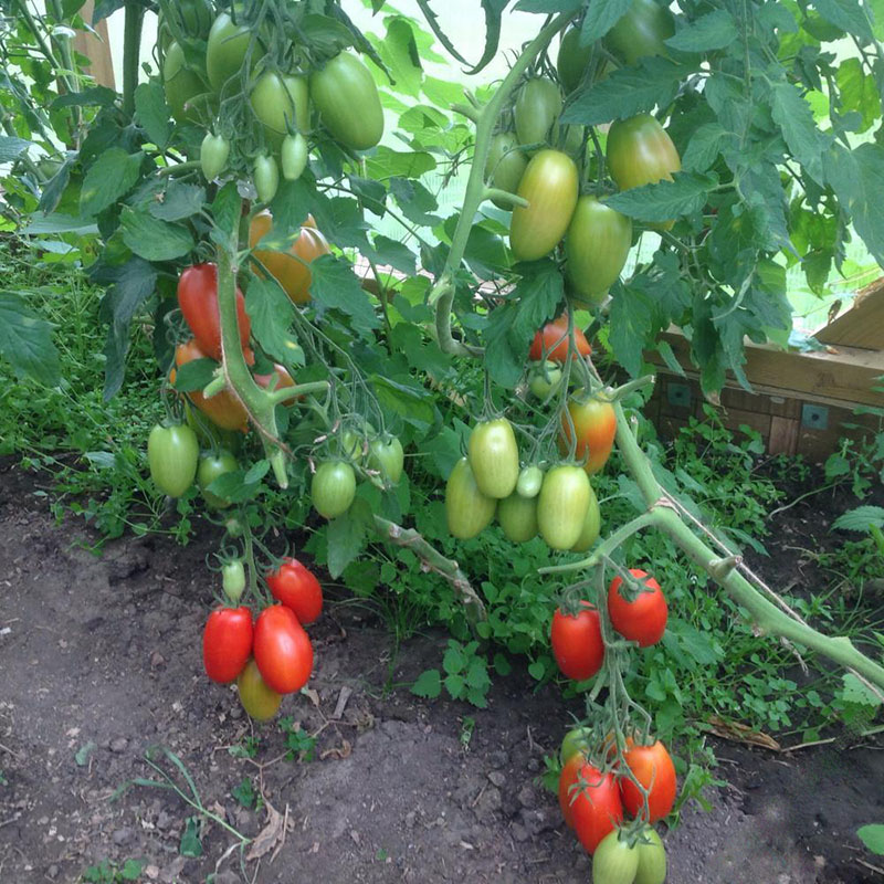 cuidado del tomate