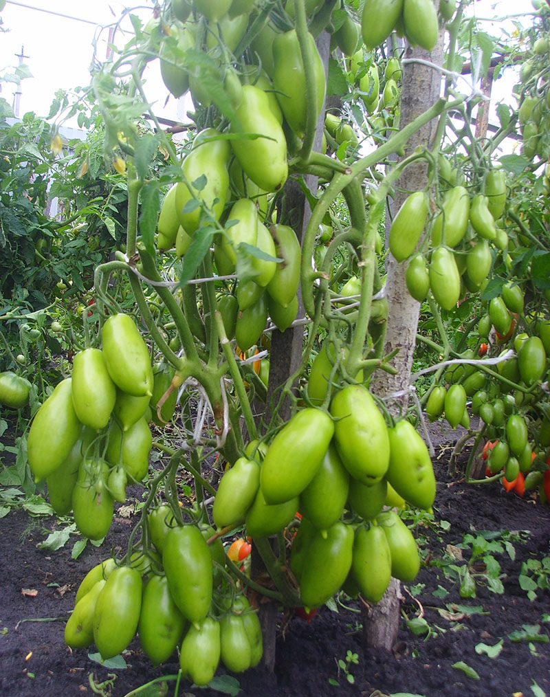 tomate ciruela de alto rendimiento