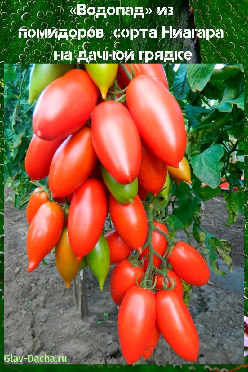 tomate niágara
