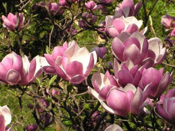 Variedad Susan