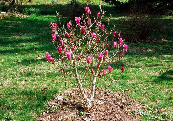 plantar magnolia