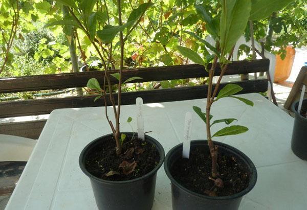 plántulas de magnolia
