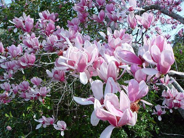 cultivo exitoso de magnolia