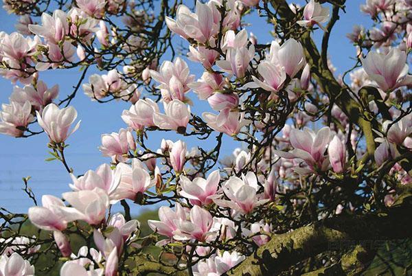 magnolia sulange florece