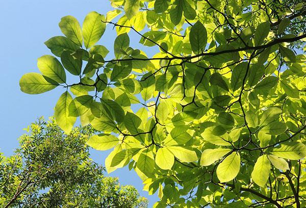 hojas de magnolia sulange