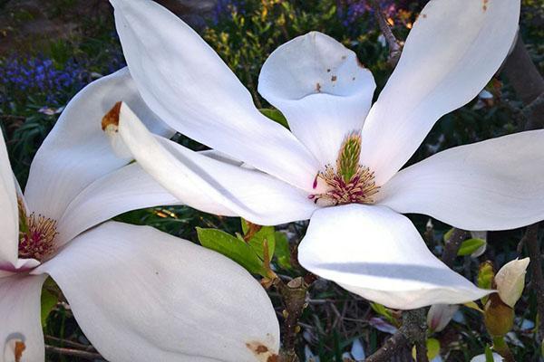 flores de magnolia blanca