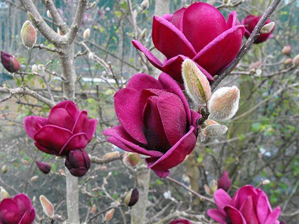 flores de magnolia púrpura