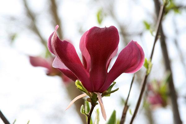 flores de magnolia roja