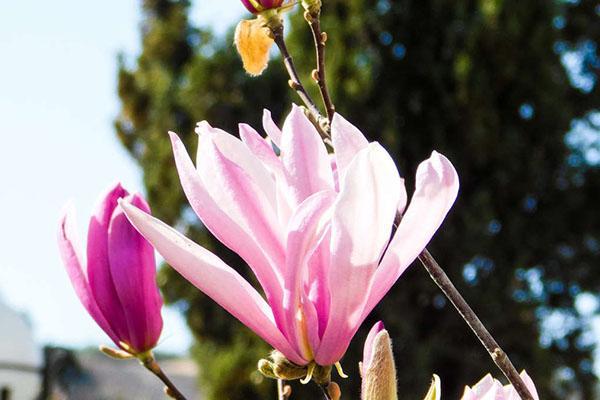 flor de magnolia rosa blanca