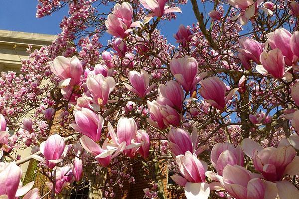 magnolia maravillosa