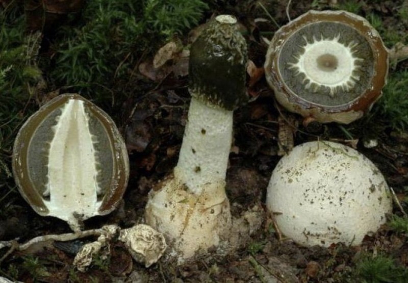 Champignon Veselka en coupe