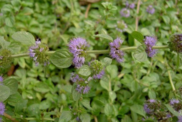 pennyroyal