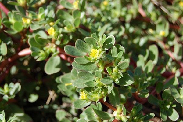 luciole de pourpier de jardin