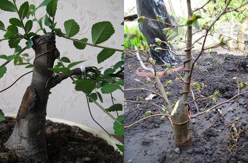 poda de olmo bonsai y al aire libre