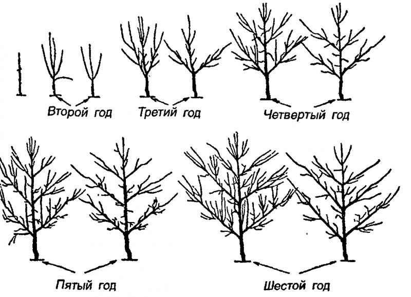 formation de la couronne d'orme