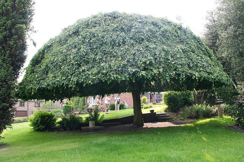 couronne de parapluie en orme
