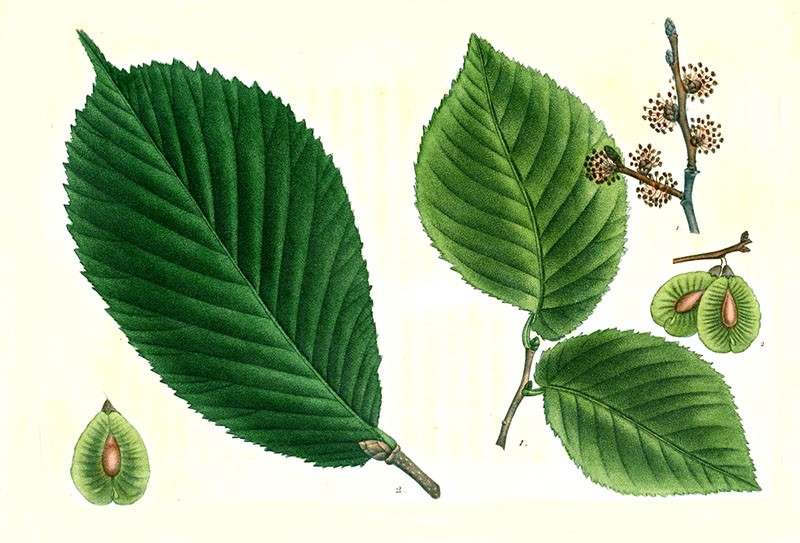 feuilles et graines d'orme