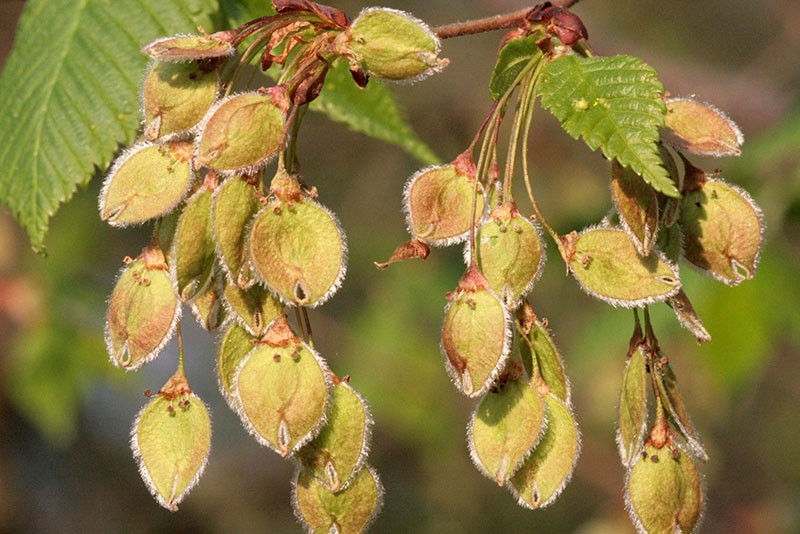 maturation des graines d'orme