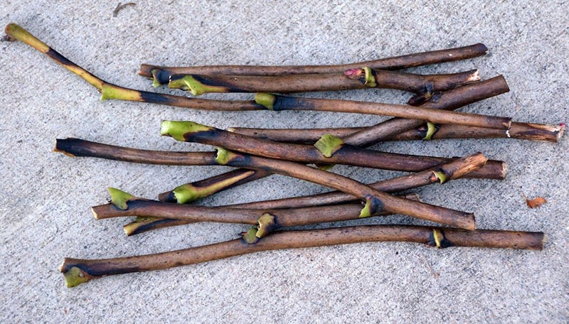 preparación de esquejes para propagación