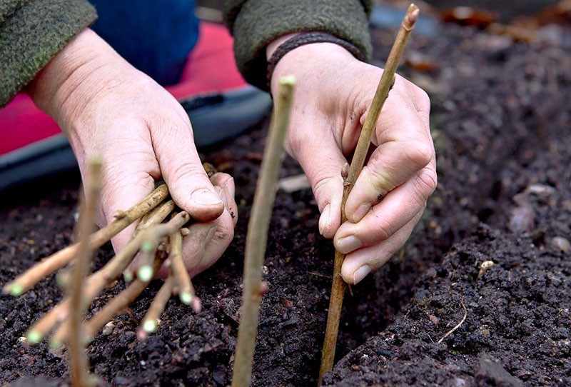 plantar esquejes en el suelo