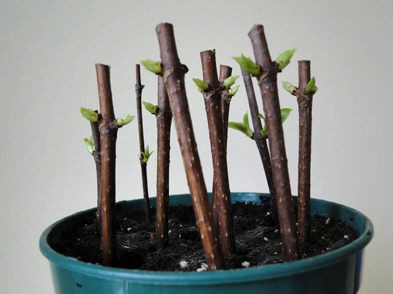 boutures d'enracinement dans un pot