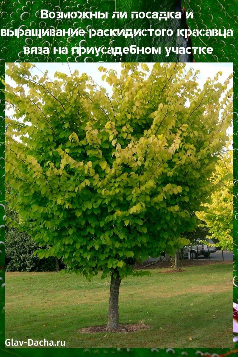 planter et cultiver des ormes