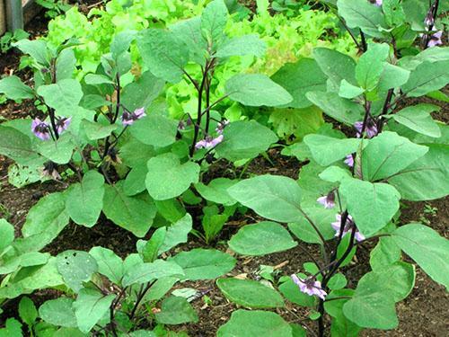 La vinaigrette foliaire aidera les plantes à pousser