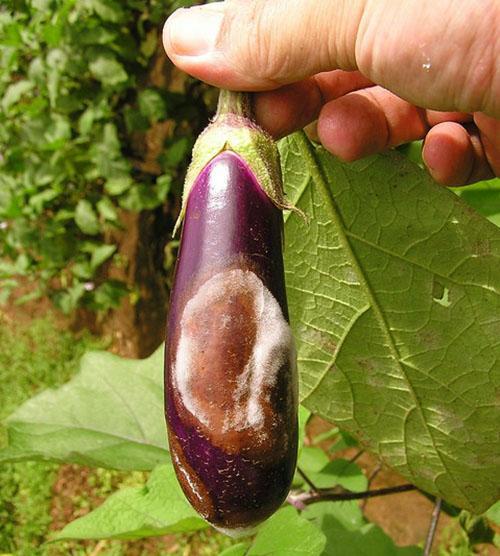 L'aubergine est affectée par la pourriture bactérienne