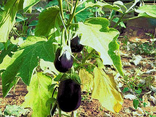 Le feuillage de l'aubergine jaunit à cause d'un déséquilibre des nutriments