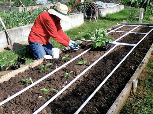 Planter des aubergines en pleine terre