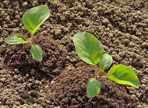 Entretien des plantes