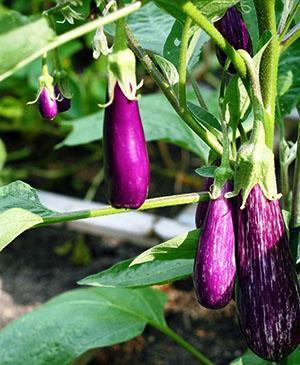 Aubergines dans un chalet d'été