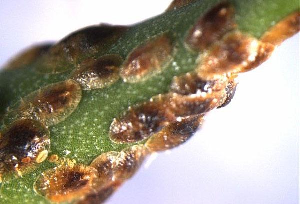 cochenille sur cyclamen