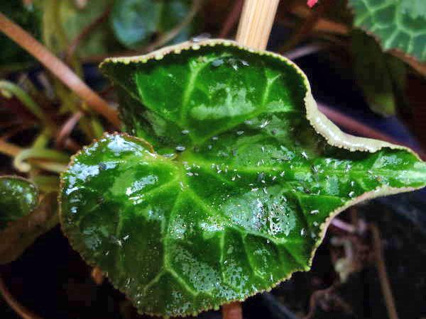 pucerons sur cyclamen