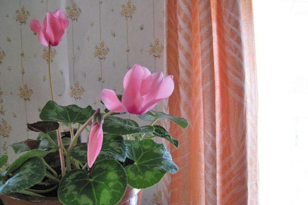 faible floraison du cyclamen