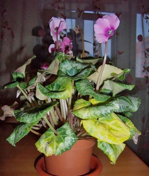 jaunissement sévère des feuilles de cyclamen