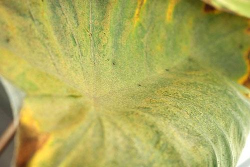 Les thrips se sont installés sur la feuille