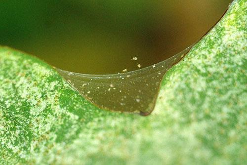 La araña roja daña la planta