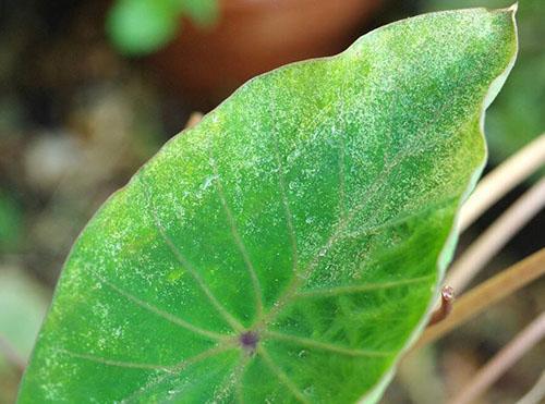 Les rayons chauds du soleil frappent la feuille mouillée, provoquant des brûlures