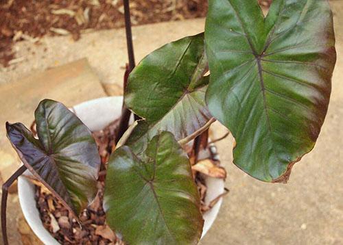 Alocasia deja secas