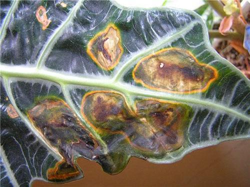 La planta está plantada en suelo de mala calidad.