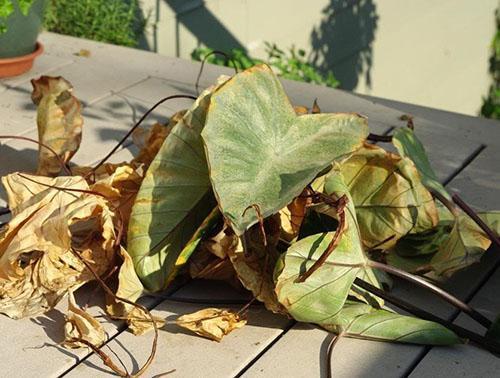 La violación del régimen de temperatura y la humedad del aire llevó a la muerte de la planta.