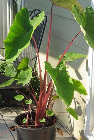 Alocasia à la maison