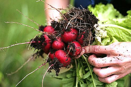 Radis fraîchement récolté du jardin