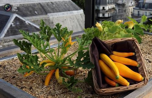 calabacín en el techo de la casa