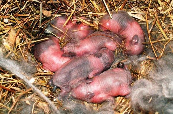 Le lapin a abandonné les lapins nouveau-nés