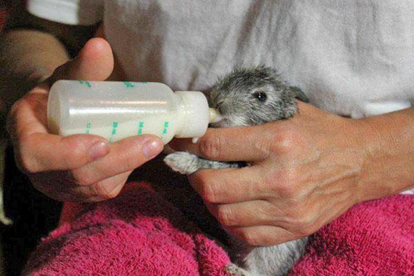 Le lapin suce activement du lait